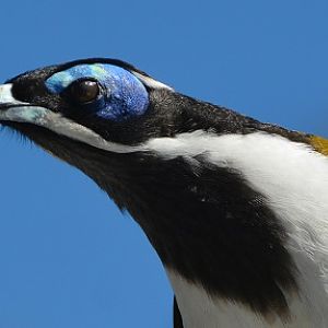 Blue-cheeked honeyeater close-up