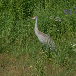 7/12/2022 - Sandhill Crane