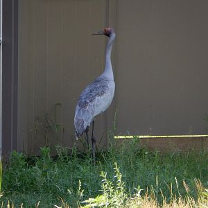 7/12/2022 - Brolga