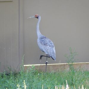 7/12/2022 - Brolga