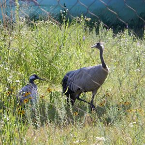7/12/2022 - Eurasian Crane Pair