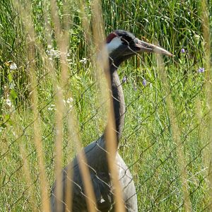 7/12/2022 - Through the Grasses