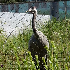 7/12/2022 - Eurasian Crane Close-Up