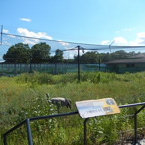 7/12/2022 - Eurasian Crane Habitat
