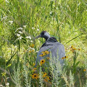 7/12/2022 - Eurasian Crane Female