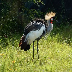 7/12/2022 - Grey Crowned Crane