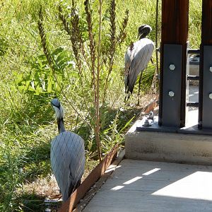 7/12/2022 - Demoiselle Cranes
