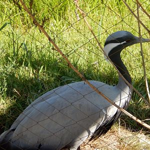 7/12/2022 - Demoiselle Close-Up