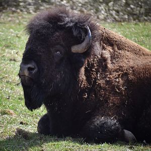 [March 2019] American bison (Bison bison)