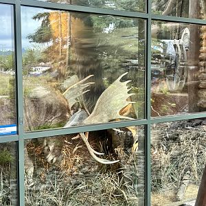 Survey of species on view in south-central Alaska