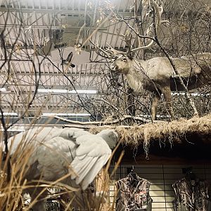 Bass Pro-Shop Anchorage