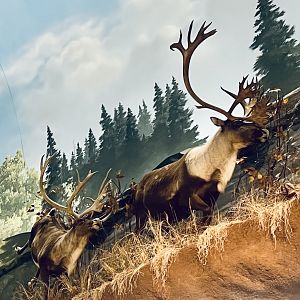 Bass-Pro Shop Anchorage