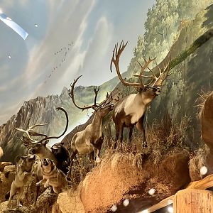 Bass-Pro Shoo Anchorage