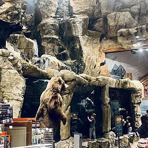Live Fish and Alaska’s three bears.  Bass-Pro Shop Anchorage