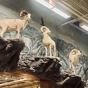 Bass-Pro Shops Anchorage