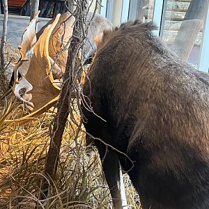 Bass-Pro Shops Anchorage