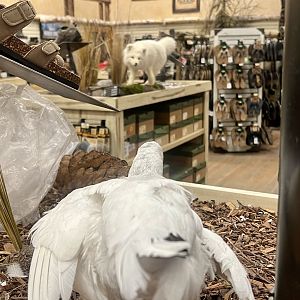 Bass-Pro Shop Anchorage