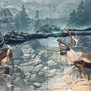 Bass-Pro Shop Anchorage