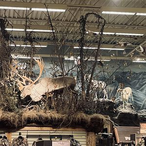 Bass-Pro Shop Anchorage