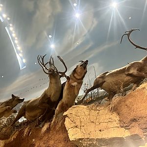 Bass Pro Shop Anchorage