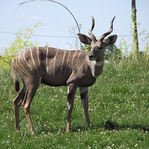 Southern Lesser Kudu - Zooparc de Beauval - 07/2017