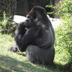 ASATO, Western Lowland Gorilla - Zooparc de Beauval - 08/2021