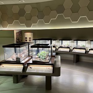 Bug Gallery - 40 exhibits