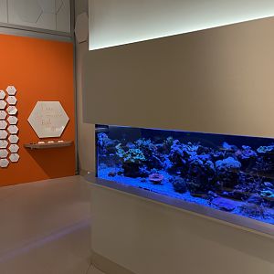 Bug Gallery - Coral Reef Tank