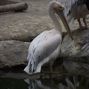 Great White Pelican - Zooparc de Beauval - 07/2020