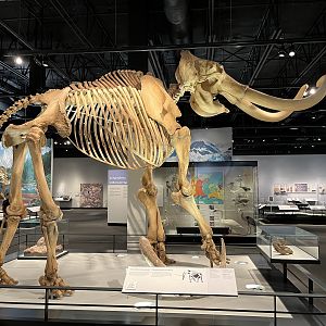 Columbian Mammoth