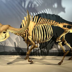 Giant Bison