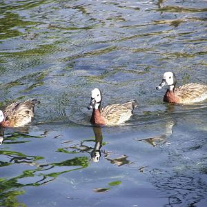 White-faced Whistling Ducks - Zooparc de Beauval - 08/2021
