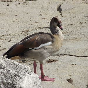 Egyptian Goose - Zooparc de Beauval - 08/2020