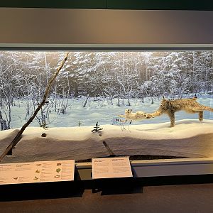 Canadian Lynx Diorama