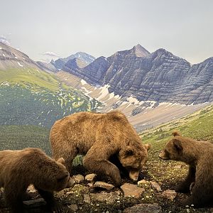 Grizzly Bear Diorama