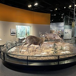 White-tailed Deer Diorama