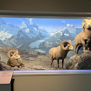 Bighorn Sheep Diorama