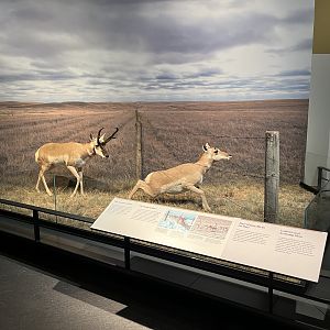 Pronghorn Diorama