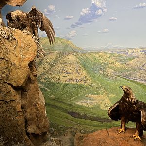 Golden Eagle Diorama