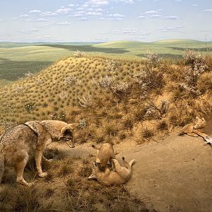 Coyote Diorama