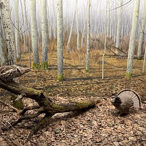 Ruffed Grouse Diorama