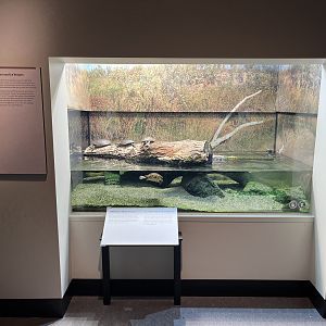 Western Painted Turtle Exhibit