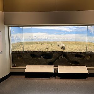 Underground Animal Diorama