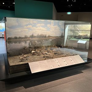 Duck Diorama (various species)