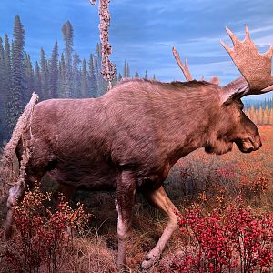 Moose Diorama