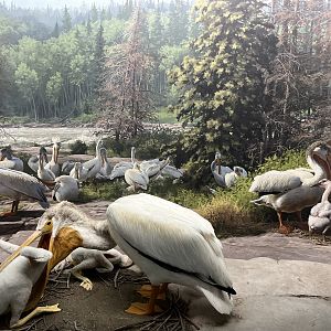 American White Pelican Diorama