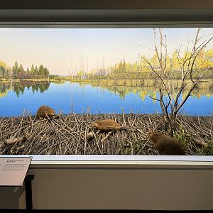 Beaver Diorama