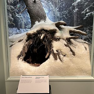 American Black Bear Diorama
