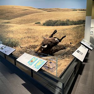 Bison Diorama