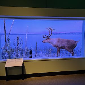 Woodland Caribou Diorama